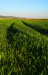 Beautiful green wheat field in countryside. Green wheat field. Green sprouts of wheat in the field. Green grass.