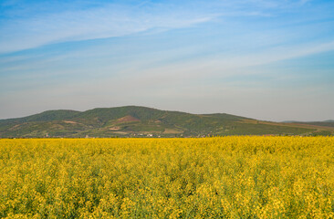 Wall Mural - Rapeseed field. Yellow rape flowers, field landscape. Blue sky and rape on the field