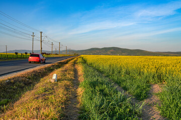 Wall Mural - Rapeseed field. Yellow rape flowers, field landscape. Blue sky and rape on the field