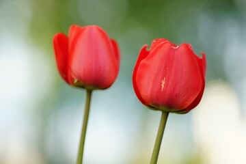 Wall Mural - Two vivid red tulip flowers grows in spring garden