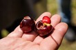 Hand displays cherries partly eaten by birds (Sturnus) - An example of an agricultural product damaged by birds
