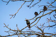 Symphony in the sky: starlings at rest. A trio of sturnus vulgaris strikes a pose against the crisp blue backdrop, atop the barren branches of early spring