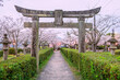 Torii gate with pink sakura tunnel at Asahigaoka park, Kashima