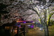 man at Ureshino Onsen Park with sakura and bridge light up, Saga