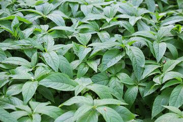 Poster - In the spring, Mercurialis perennis grows in the forest