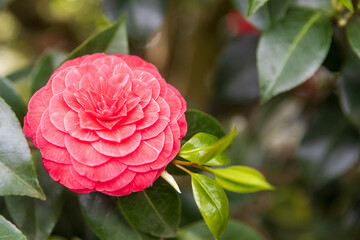 Wall Mural - Red Camellia sasanqua in the park. Square frame