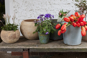 Wall Mural - blue Senetti and red tulips for home decoration on a large wooden vintage table