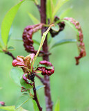 Fototapeta Storczyk - Curling of peach leaves caused by the fungus Taphrina deformans