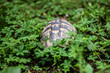 Hermanni turtles 