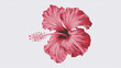 The image features a vibrantly illustrated red hibiscus flower against a plain white backdrop. The petals, detailed and textured, display a rich gradient that transitions between various hues of ...