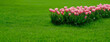 A flowerbed of pink delicate tulips against a background of green grass. Banner