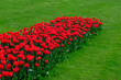 A flowerbed with bright red tulips against a background of green grass.