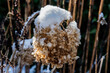 snow-covered spent flower of the hortensia in the city garden in winter