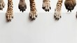 A row of African safari animals hanging paws over a white banner. Image size to fit popular social media timeline photo placeholder
