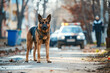 Police dog at crime scene