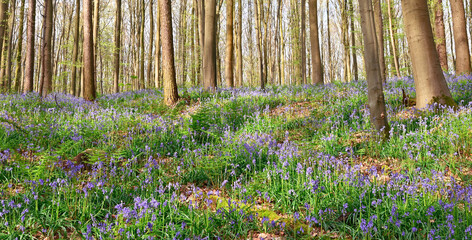 Canvas Print - Beautiful view of the Hallerbos