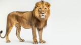 Fototapeta  - Portrait old lion wild animal standing isolated white background. AI generated image