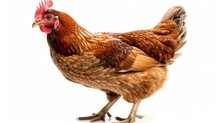 A Huge Brown Chicken Hen Farm Animal Standing Alone On White Background. AI Generated Image