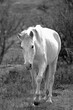 White mare wild horse in the southwest Arizona desert near Scottsdale Arizona United States