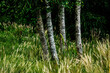 birch trees in a nature area in the French region of the Morvan