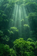 An Overhead View Of A Dense Forest With Rays Of Sunlight Streaming. AI Generate Illustration