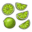 Lime whole and slice. Vintage color vector engraving illustration for label poster web. Isolated on white background