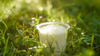Yogurt Cup on Sunny Green Grass