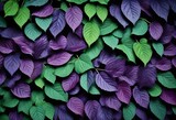 Fototapeta  - Dark purple leaves densely covering the frame with subtle variations in hue and some leaves having green stems