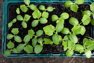 Wall Mural - seedlings growing indoors home gardening