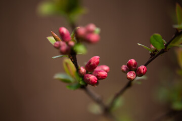 Wall Mural - pink tree buds in spring