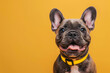 Cute french bulldog smiles toothily, studio photo on a yellow background