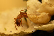 Wścieklica uszatka, wścieklica szorstka (Myrmica scabrinodis)
