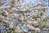 Fototapeta  - Flowering fruit tree in spring. White small flowers of Mirabelle plum, also known as mirabelle prune or cherry plum (Prunus domestica subsp. syriaca).