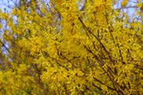 Fototapeta  - A close-up of beautifully blooming forsythia bushes