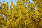Fototapeta  - A close-up of beautifully blooming forsythia bushes