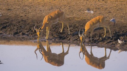 Wall Mural - twao black faced impala's (aepyceros melampus) drinking from a well in etosha national park, namibia