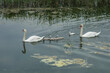 couple of white swans swimming with four young swans in a lake in Northern France