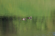 Wild Egyptian geese swim in the lake