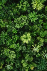 Poster - Aerial view of a dense green forest, perfect for nature backgrounds