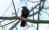 Fototapeta Londyn - A blackbird resting on a tree branch