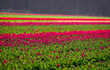 Uprawa Tulipanów w Holandii.
