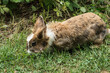 small rabbit eating grass