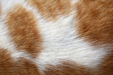 Sticker - Cat fur texture background. Orange or ginger and white cat coat background.	