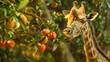 A giraffe is eating fruit from a tree