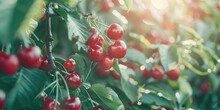 Fresh Cherries Hanging From A Tree, Perfect For Food And Nature Themes