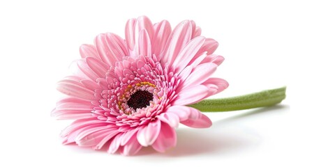 Poster - A single pink flower on a white surface, suitable for various design projects