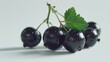 Fresh black currants on a clean white background. Perfect for food and nutrition concepts