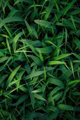 Poster - Detailed view of a bunch of green grass, suitable for nature backgrounds