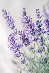 Poster - Close up of a bunch of purple flowers, perfect for nature backgrounds