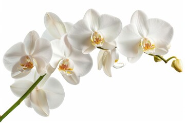 Poster - Close up of a bunch of white flowers, perfect for floral backgrounds